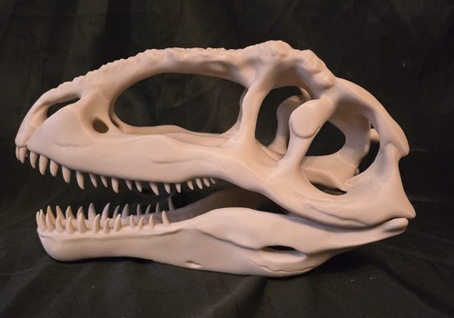 Giganotosaurus dinosaur skull - giganotosaurus,