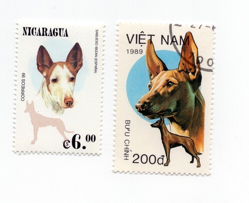 Ibizan hound vintage dog - ibizan,