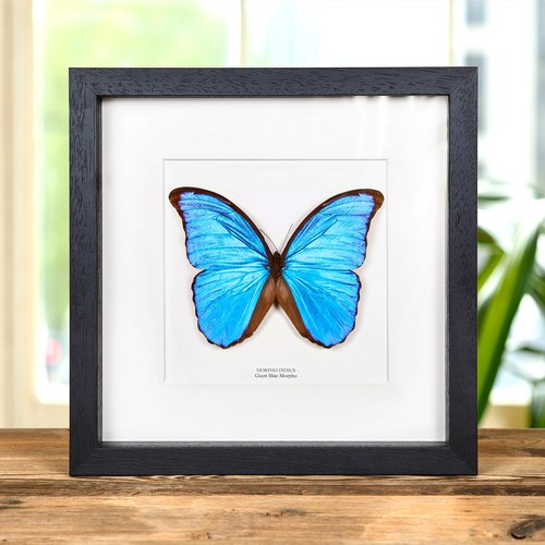 Blue morpho taxidermy - blue,