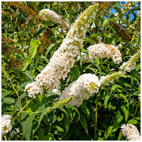 Buddleia davidii white - buddleia, 'white