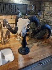 Taxidermy  Domestic Rams Skull Mounted On Candle Stick