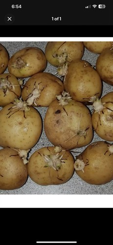 Seed potato first early - seed,