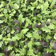Ultimate Hydroponic Mix Cut & Come Again Baby Salad Leaf/Greens 8gm/6218 Seeds