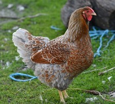 10 Fertile Blue-laced Red
