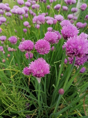 Organic perennial chives - 10,