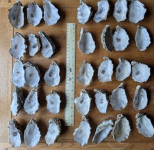 Oyster Shells x 35 - Cup part