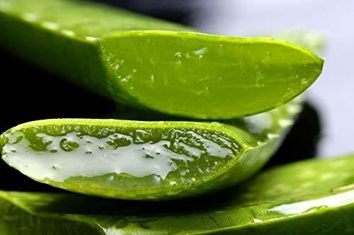 30cm aloe vera x - 20-30cm,