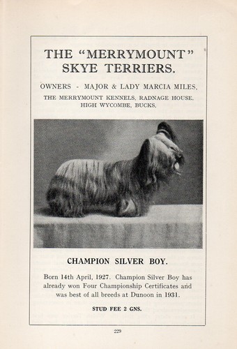 Skye terrier vintage 1936 - skye,