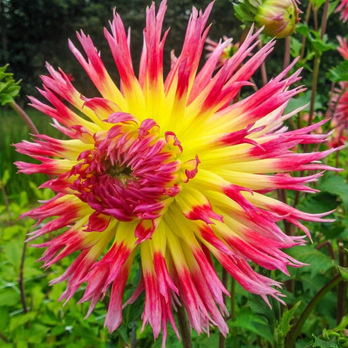 Lindsay michelle cactus - lindsay, dahlia