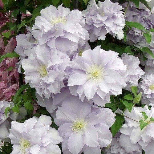 Louise rowe clematis - x,