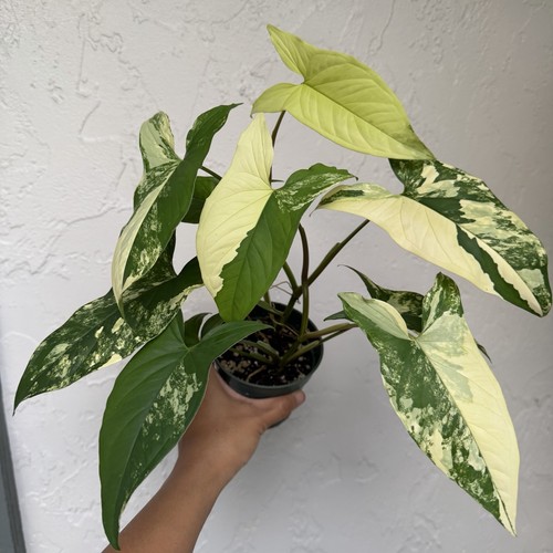 Syngonium aurea plants - 2,