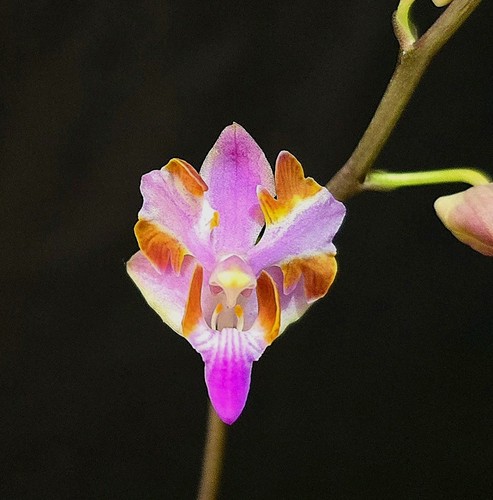 Rare phalaenopsis pulcherrima - rare,