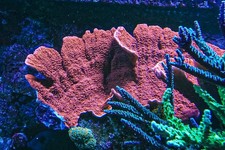 Scrolling Red Cap Monti coral marine frag Sps salt not Lps Mushroom Zoa Carbon
