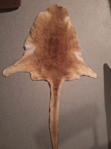 Kangaroo skin genuine from - skin,