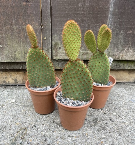 Opuntia microdasys rufida - opuntia,