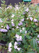 Hebe Carl Teschner, summer