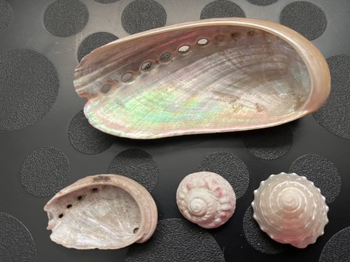 Abalone shell natural - shell, paua