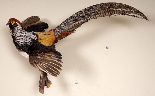 Beautiful amherst pheasant - beautiful,