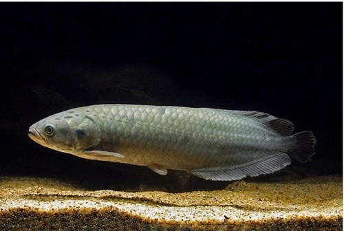 African arowana 5 - african,