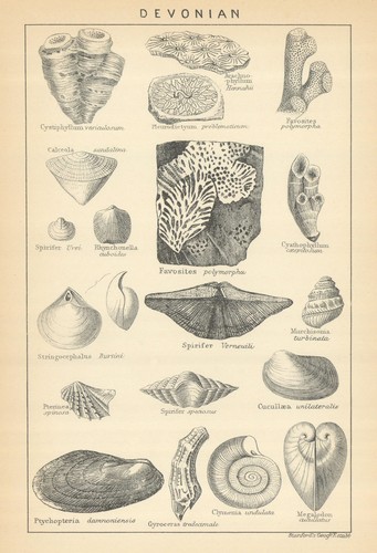 British fossils devonian - british,
