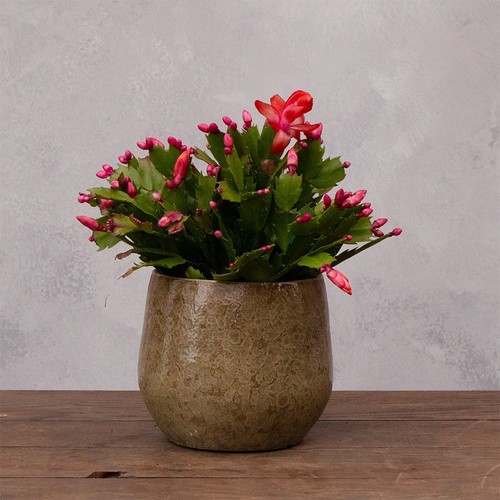 Plant theory orange christmas - orange,