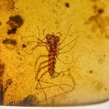 Centipede burmese burmite - centipede, /