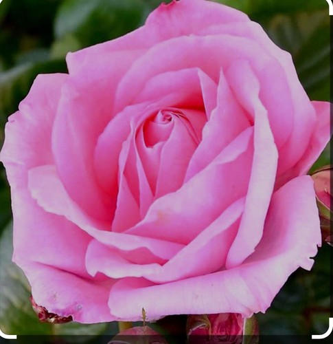 Mum million bush rose - a,