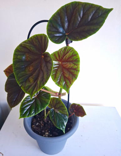 Begonia thurstonii potted - thurstonii.,