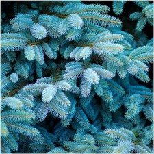 Fresh Colorado blue spruce