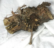 Raw Natural Piece of Old Grape
