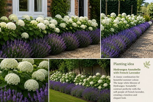 Hydrangea annabelle hardy - annabelle,