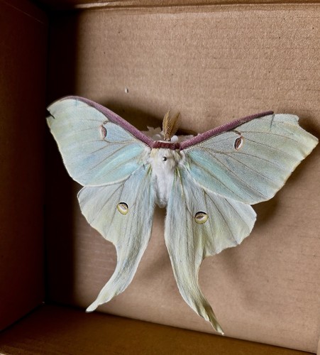 Luna moon moth actias - moth,