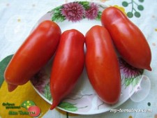 TOMATO SEEDS UNUSUAL LONG