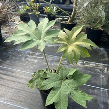 Tetrapanax Papyrifera 'Rex'- Exotic Stunning Foliage 2ltr pot. Rice Paper Tree.