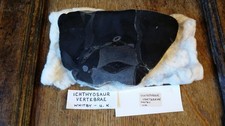 180 million ichthyosaur - bc,