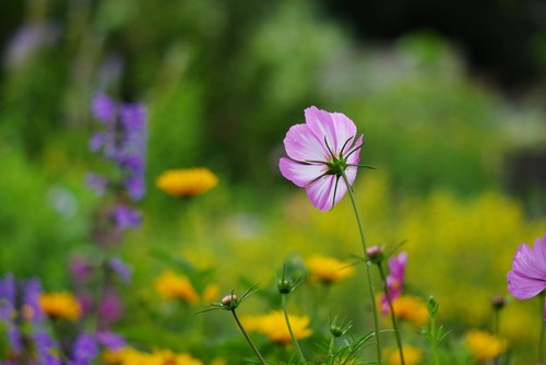Canon fit 135mm f 2 - r,