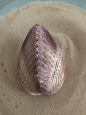 Large Giant 11cm Pacific Heart Cockle Sea Shell Pair Natural Crafts Aquarium