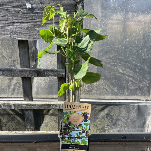 Morus mojo berry dwarf - -,