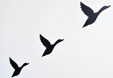 Retro flying duck - flying, wall