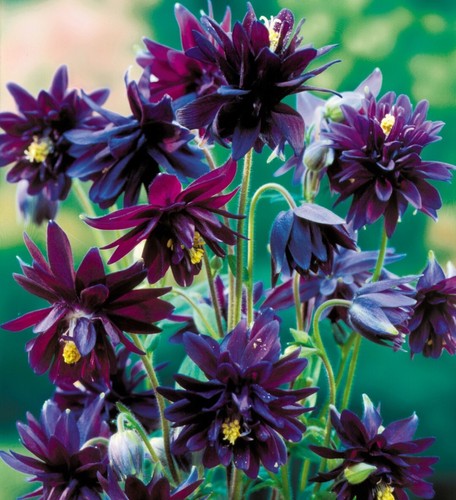 Pick mix premium - &, columbine