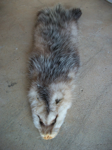 Tanned opossum pelt - opossum,