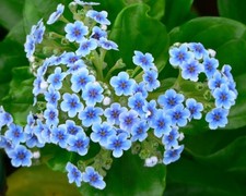 Myosotidium hortensia  - CHATHAM ISLAND FORGET ME NOT - 2l pot - Free postage