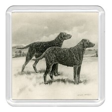 Curly Coated Retriever Dogs