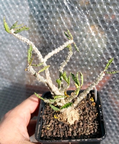 Euphorbia capsaintemariensis - euphorbia,