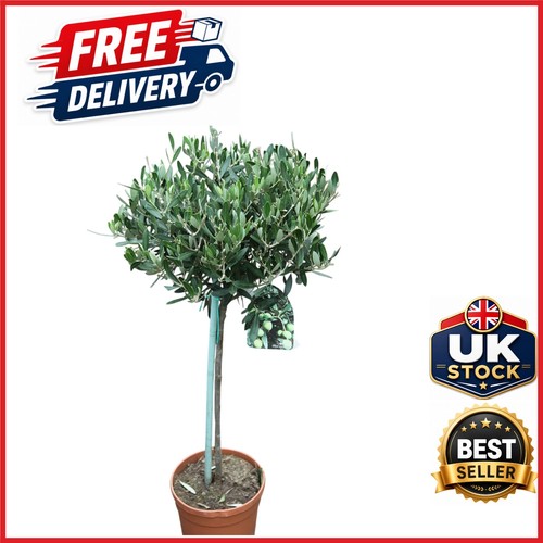 Established olive tree approx - established,