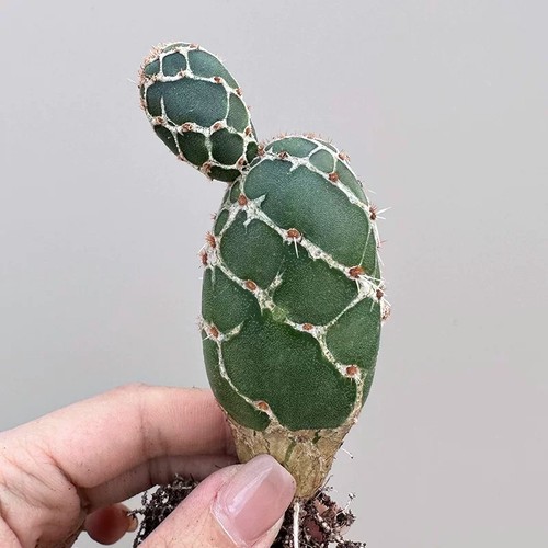 8cm opuntia - 8cm,
