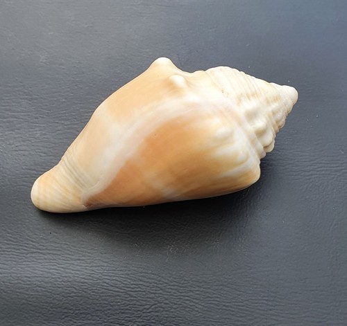 Strombidae sea shell old - sea,