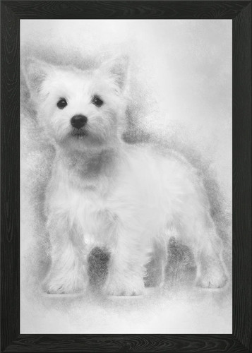 West highland terrier pupp - west,
