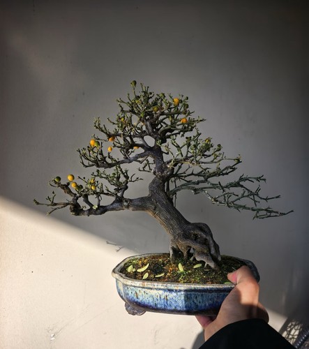 Fortunella venosa bonsai tree - fortunella,