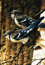 Blue Jay Vintage Bird Print